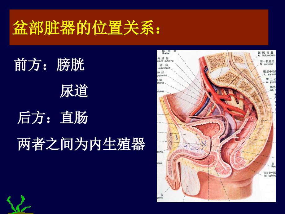 局部解剖学：会阴、盆部._第4页