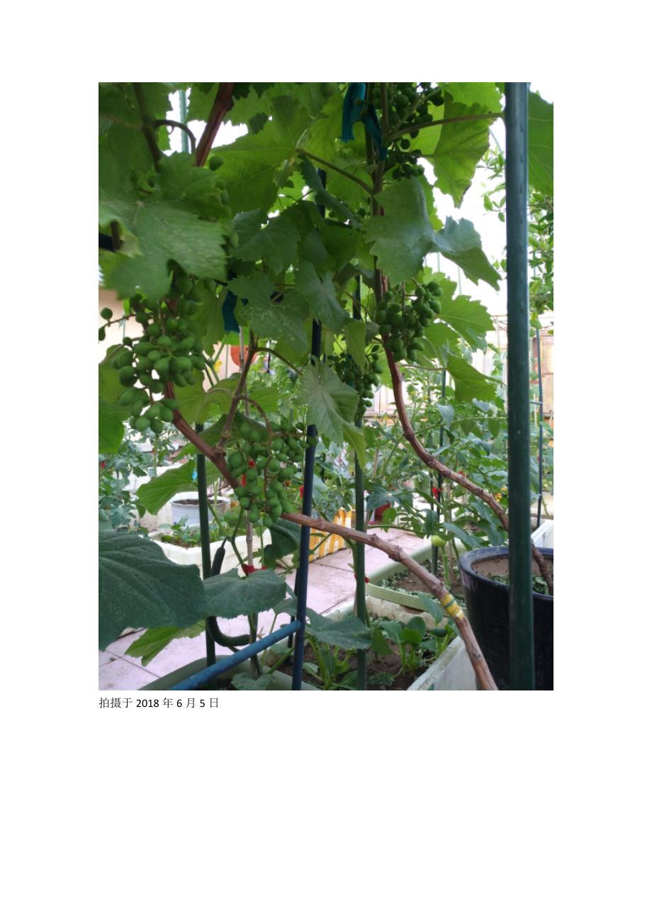 图文详解楼顶阳台盆栽葡萄的管理技术资料_第4页