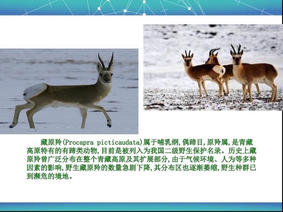 全球气候变化对野生动物的影响 王子涵讲解_第5页