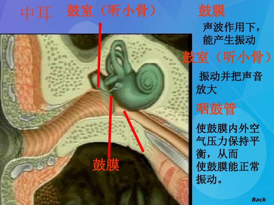 2016春七年级科学下册 2.3《耳和听觉》课件5 浙教版_第4页