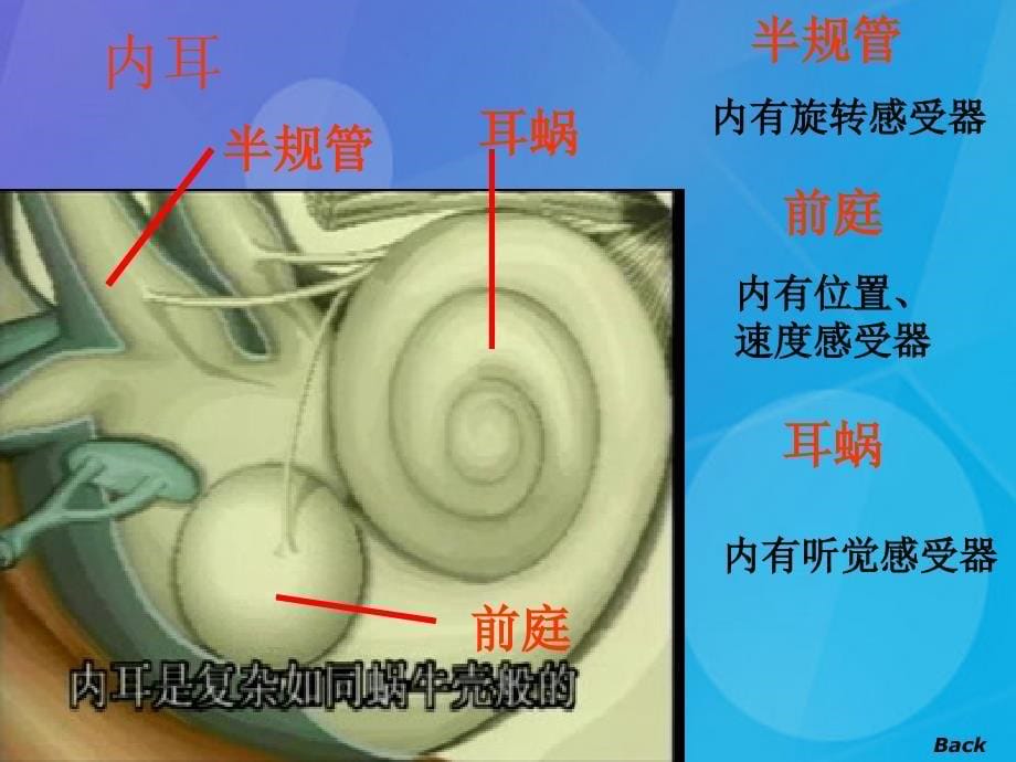 2016春七年级科学下册 2.3《耳和听觉》课件5 浙教版_第5页