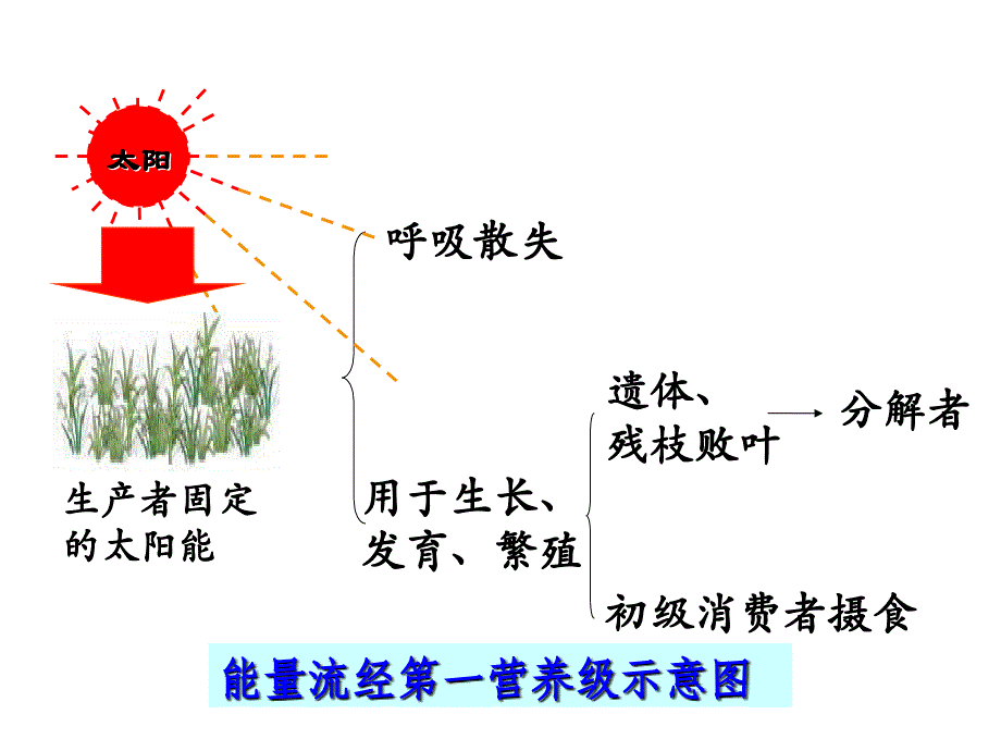 一轮复习之生态系统的能量流动+物质循环讲解_第3页