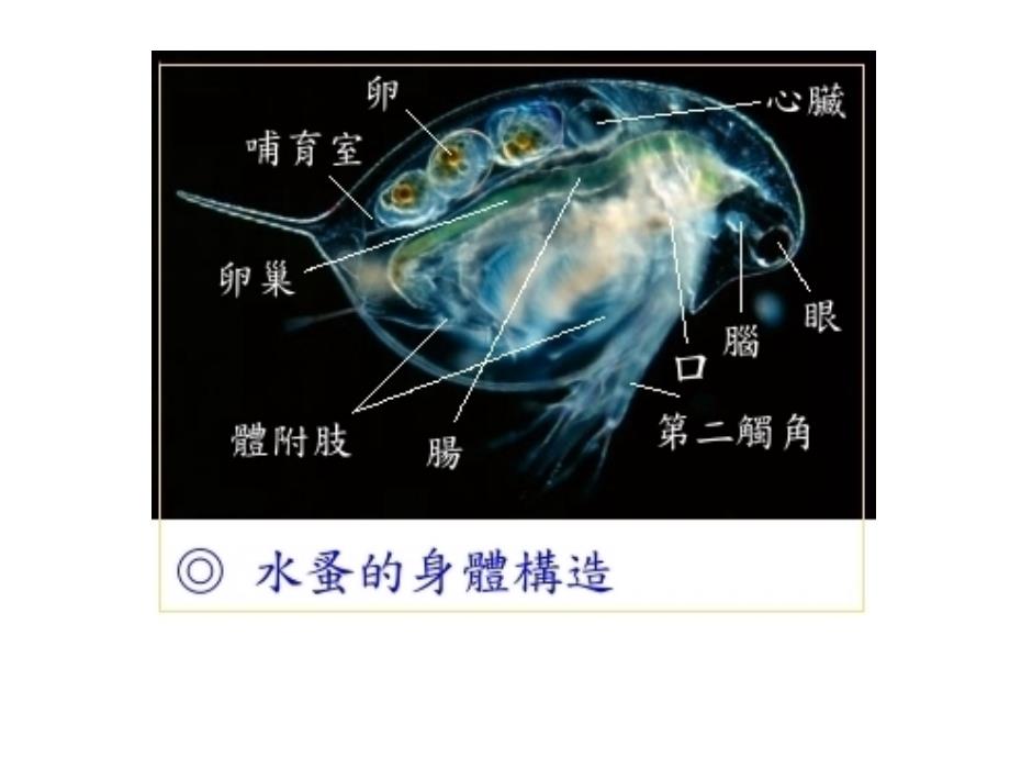 实验探究酒精或烟草浸出液对水蚤心率影响_第4页