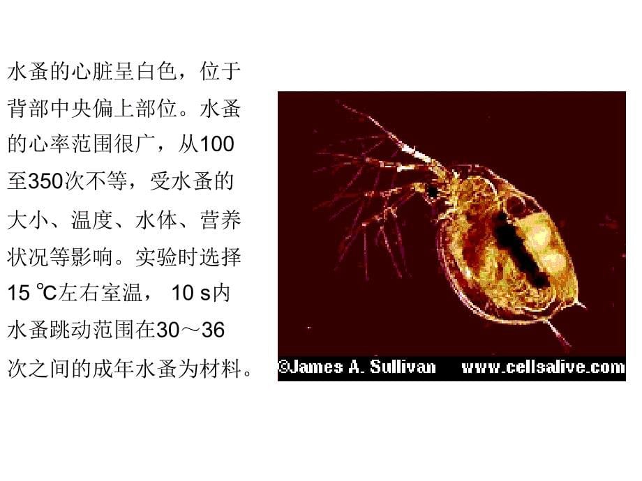 实验探究酒精或烟草浸出液对水蚤心率影响_第5页