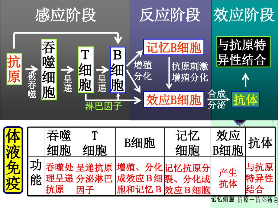 人体第三道防线：体液免疫和细胞免疫过程_第3页