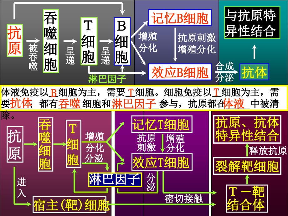 人体第三道防线：体液免疫和细胞免疫过程_第4页