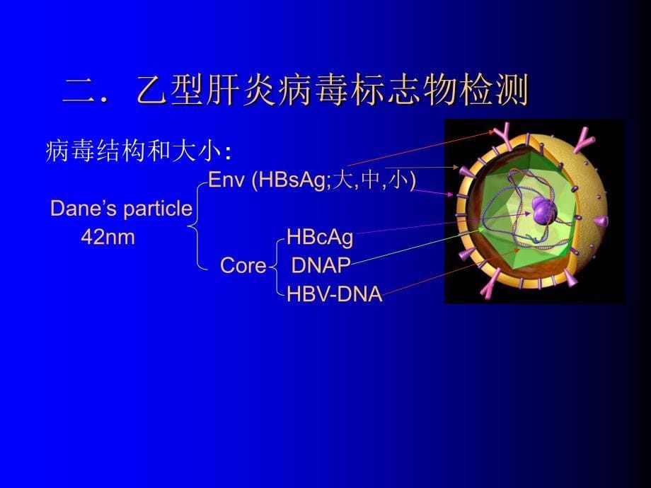 肝炎标志物讲解_第5页