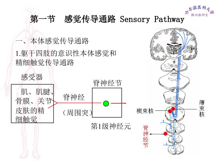 哈医大系解课件[精华]_第3页