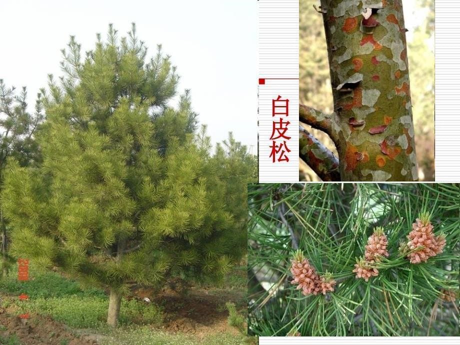 北京_园林常见树种剖析_第5页