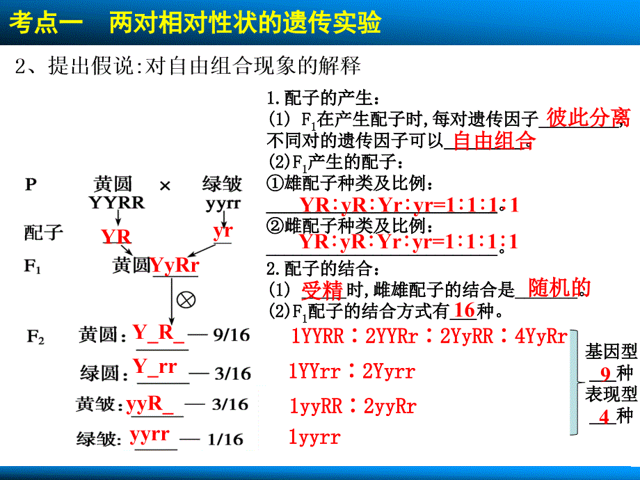 一轮课件：第15讲基因的自由组合定律._第4页