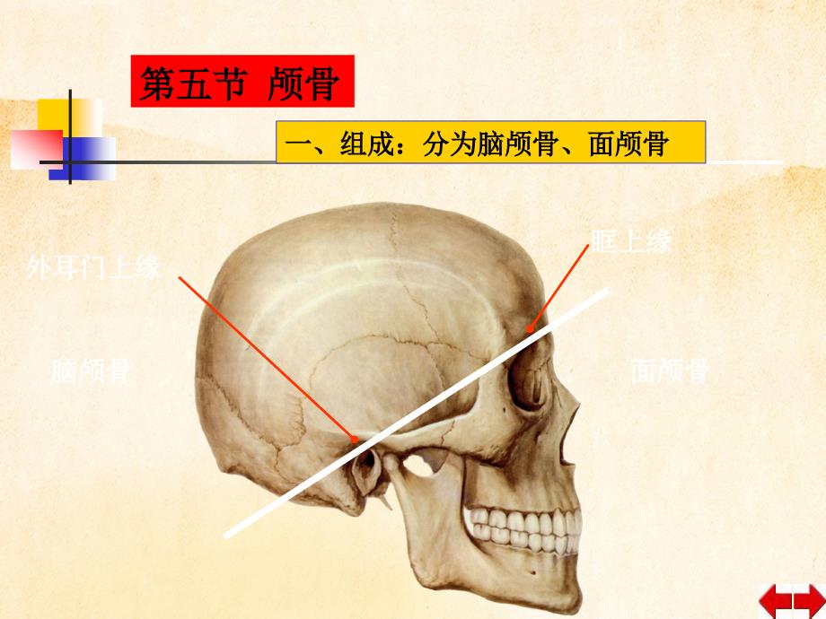 颅骨与关节学_第3页