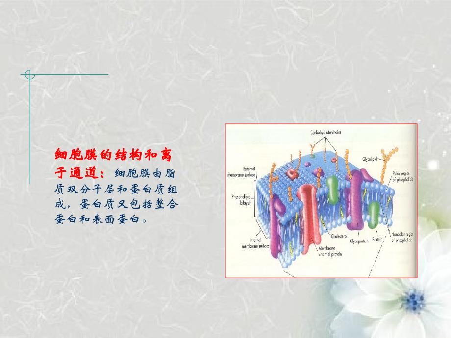 膜片钳技术应用与其应用_第3页