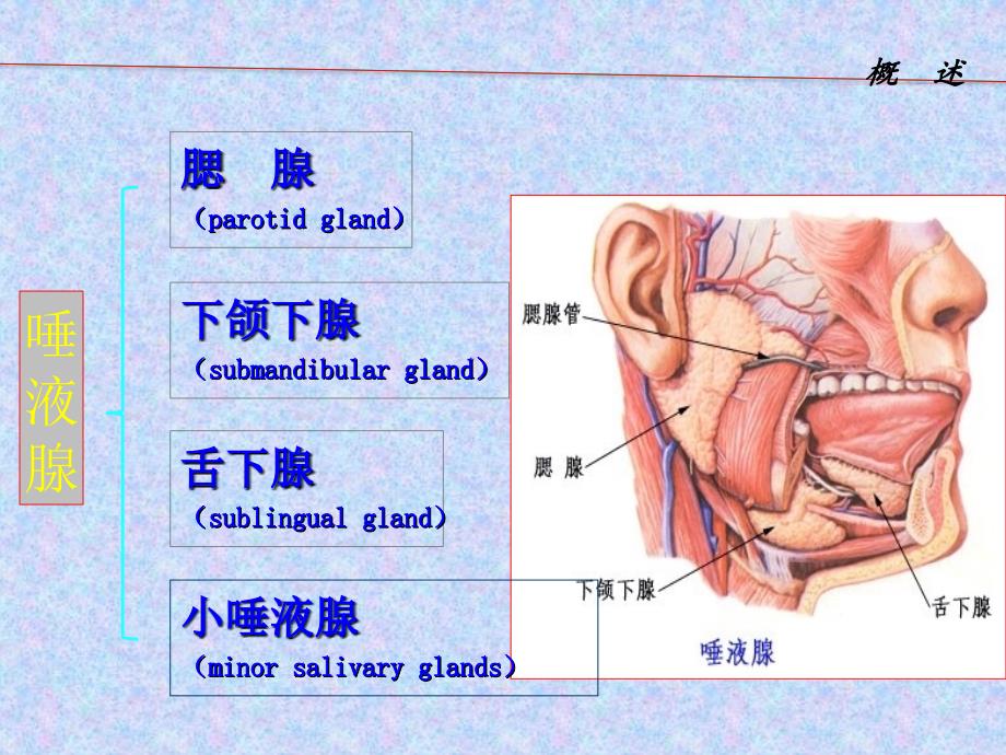 口腔解剖生理学 唾液腺讲解_第4页