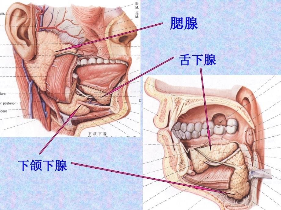 口腔解剖生理学 唾液腺讲解_第5页