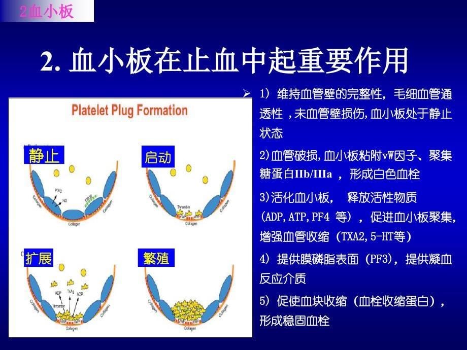 凝血功能的检测和解读讲解_第5页