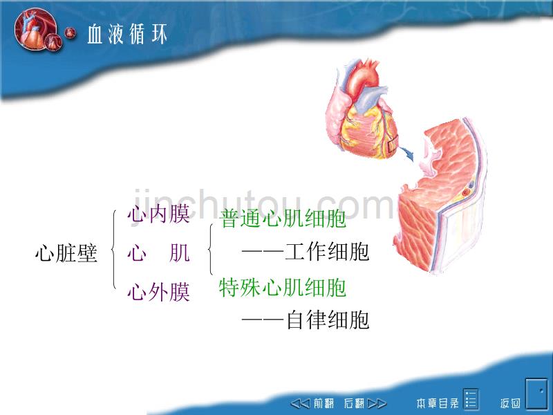 西北农林科技大学生理学课件3血液循环讲解_第5页