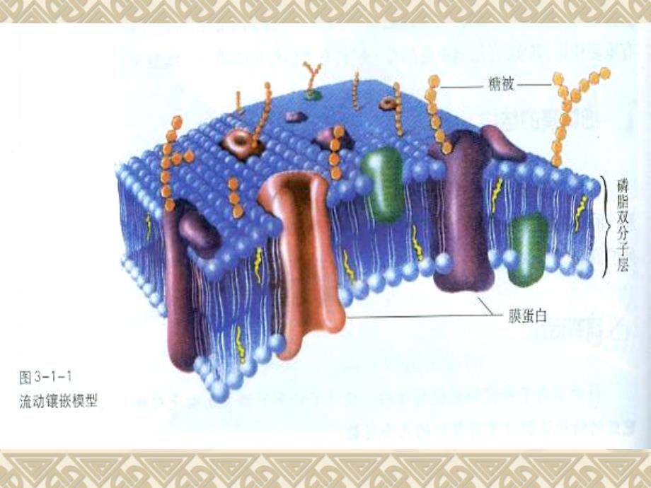 物质运输功能讲解_第1页