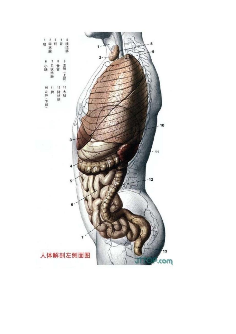 最全高清人体解剖图彩图版资料_第3页
