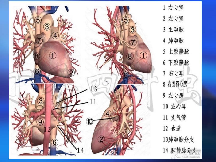 心脏三维解剖分析资料_第4页