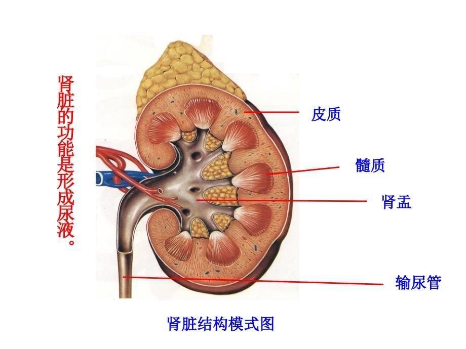 北师大版式七年级生物第11章 第2节 尿的形成与排出课件._第5页