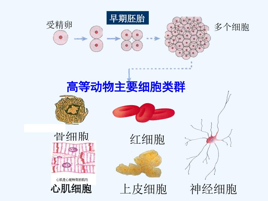 浙江杭州萧山区高中生物4.2细胞的分化浙教必修1_第3页