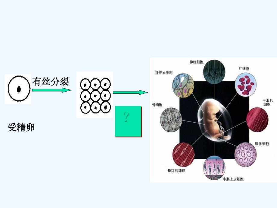 浙江杭州萧山区高中生物4.2细胞的分化浙教必修1_第4页