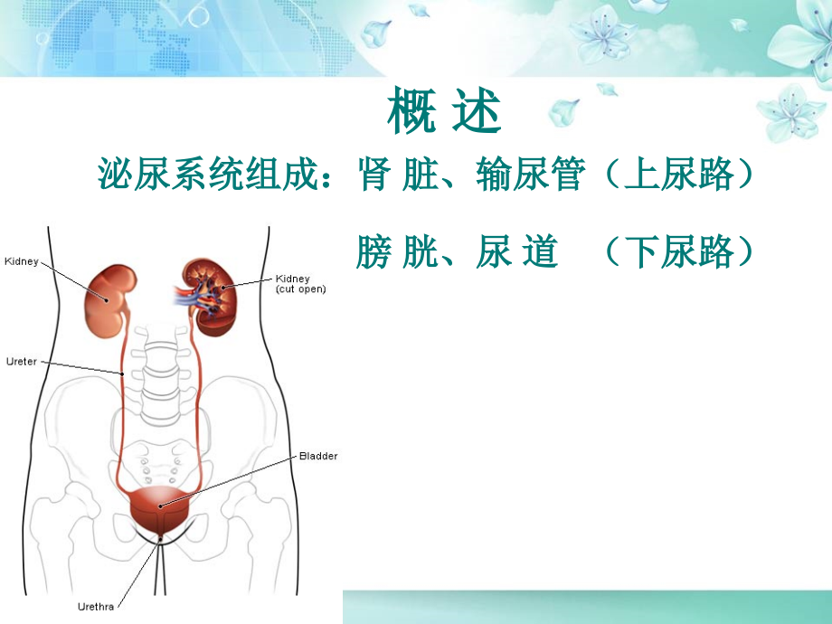 泌尿与男性生殖系统疾病护理讲解_第2页