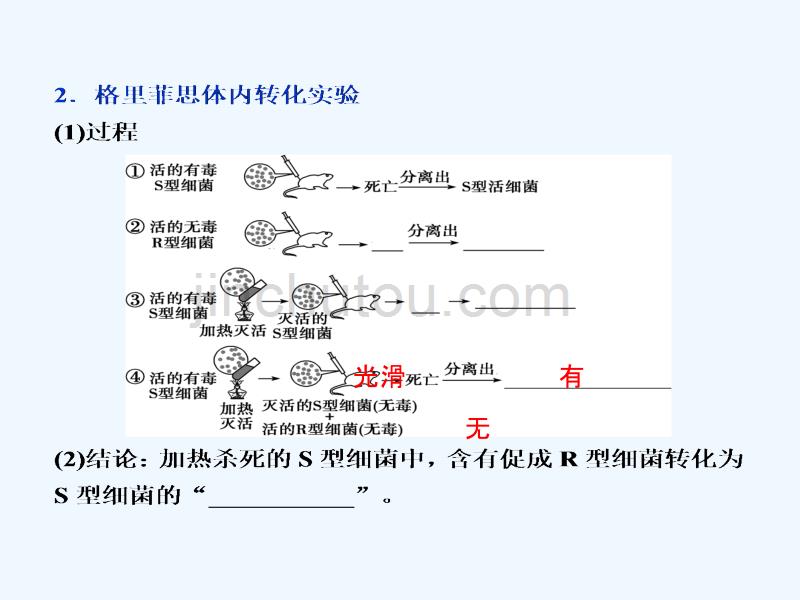 （全国）2018版高考生物大一轮复习 第六单元 遗传的物质基础 第22讲 dna是主要的遗传物质_第4页