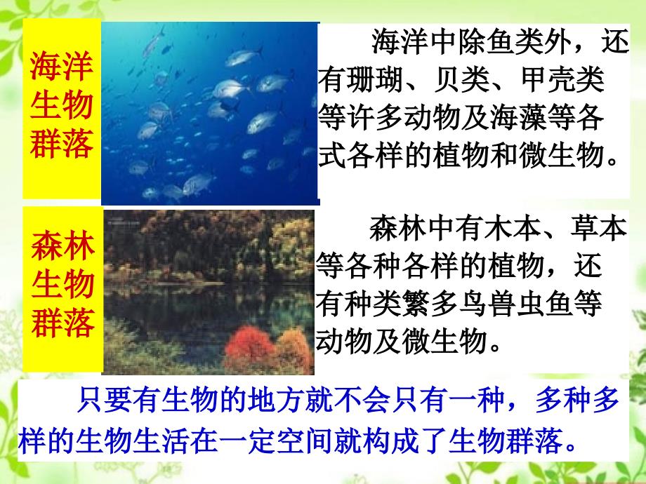 生物群落的构成.PPT资料_第4页