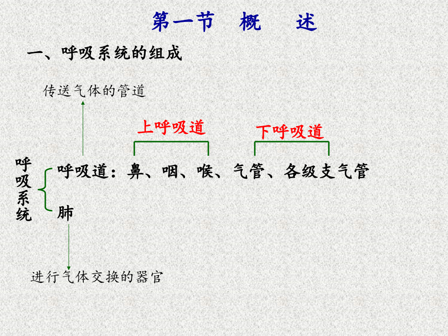 解剖生理学基础—第七章呼吸系统._第2页