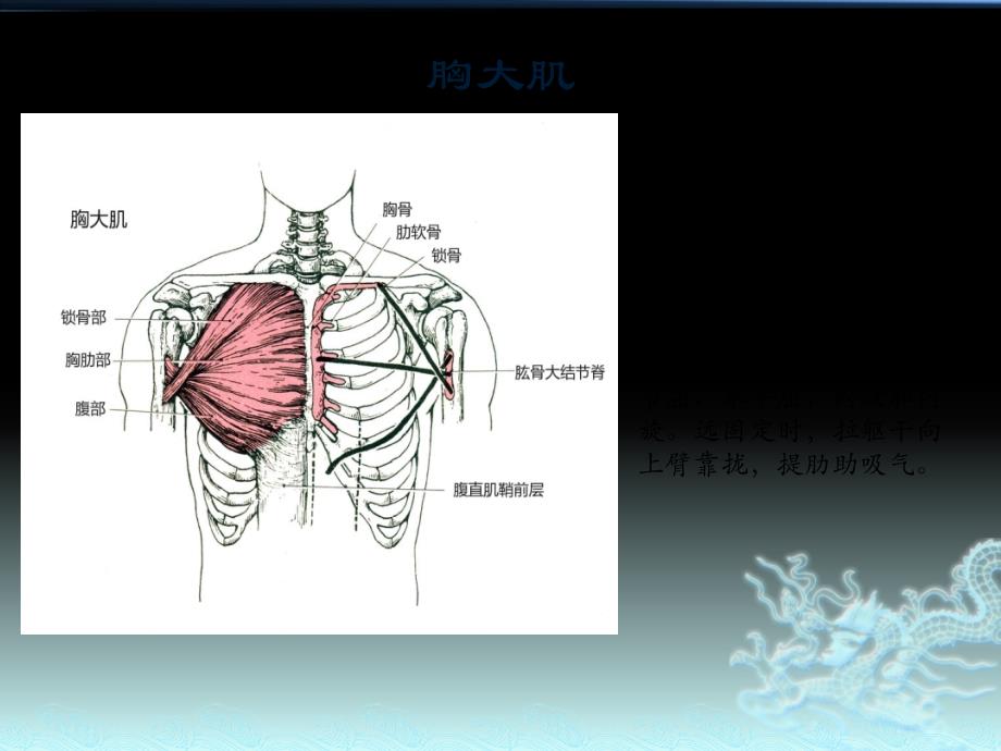 肌肉起止点培训(精)_第4页