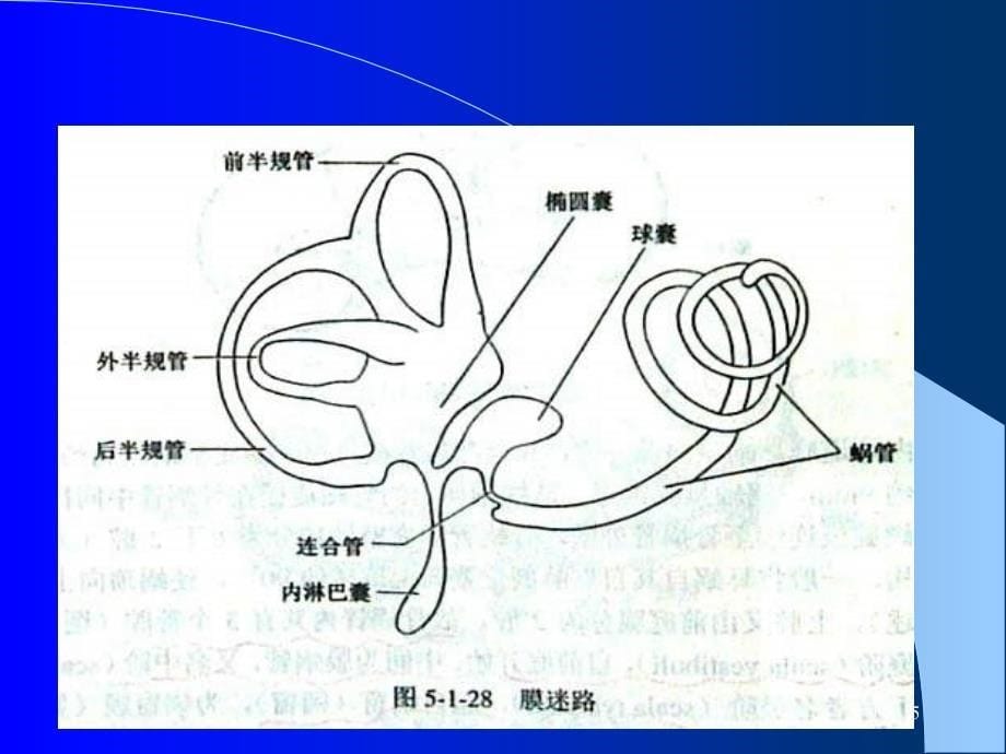 梅尼埃病及耳聋防治(2014)详解_第5页