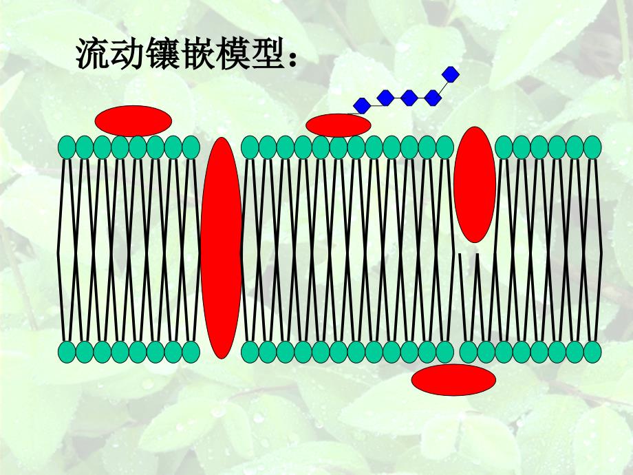 市优质课课件-物质跨膜运输的方式讲述_第2页