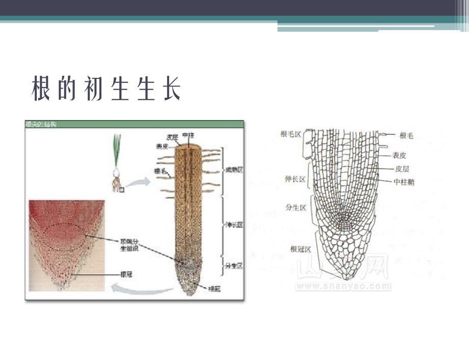 实验五植物根的初生结构和次生结构._第2页