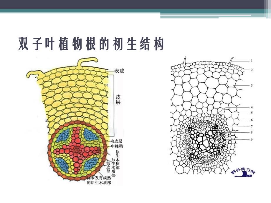 实验五植物根的初生结构和次生结构._第4页