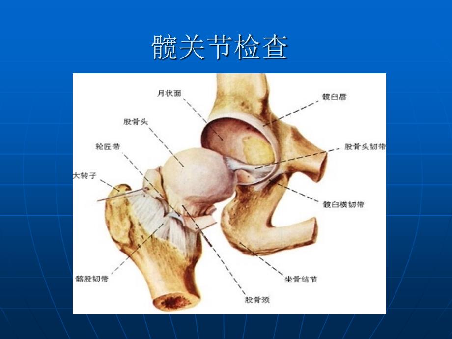 髋关节体格检查详解_第1页