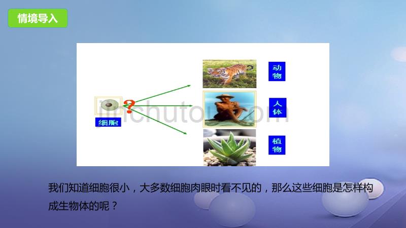 2017年秋七年级生物上册 3.2 生物体3 北京课改版_第2页