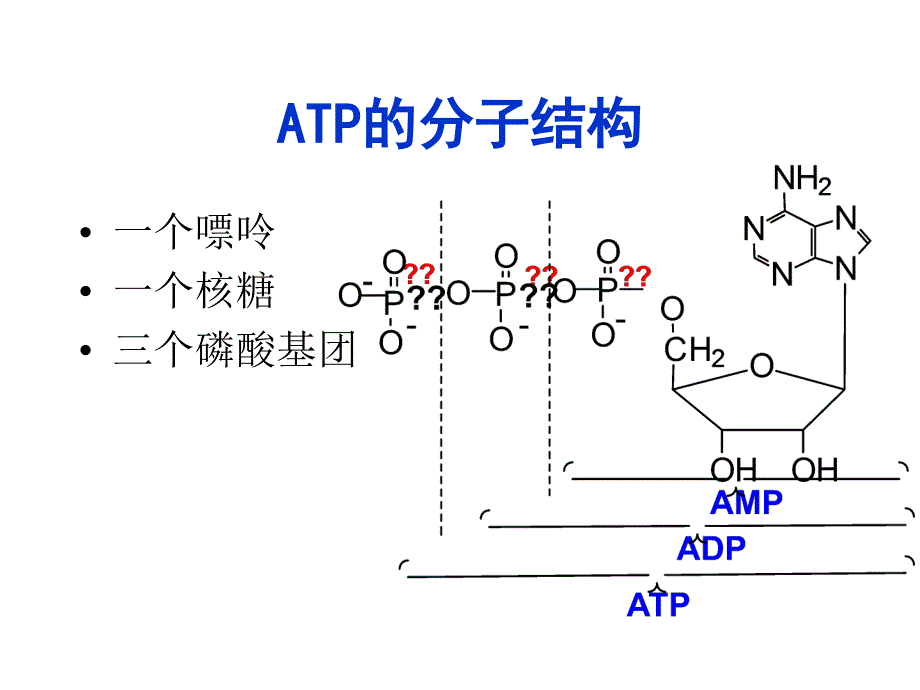 磷酸原代谢与运动详解_第4页