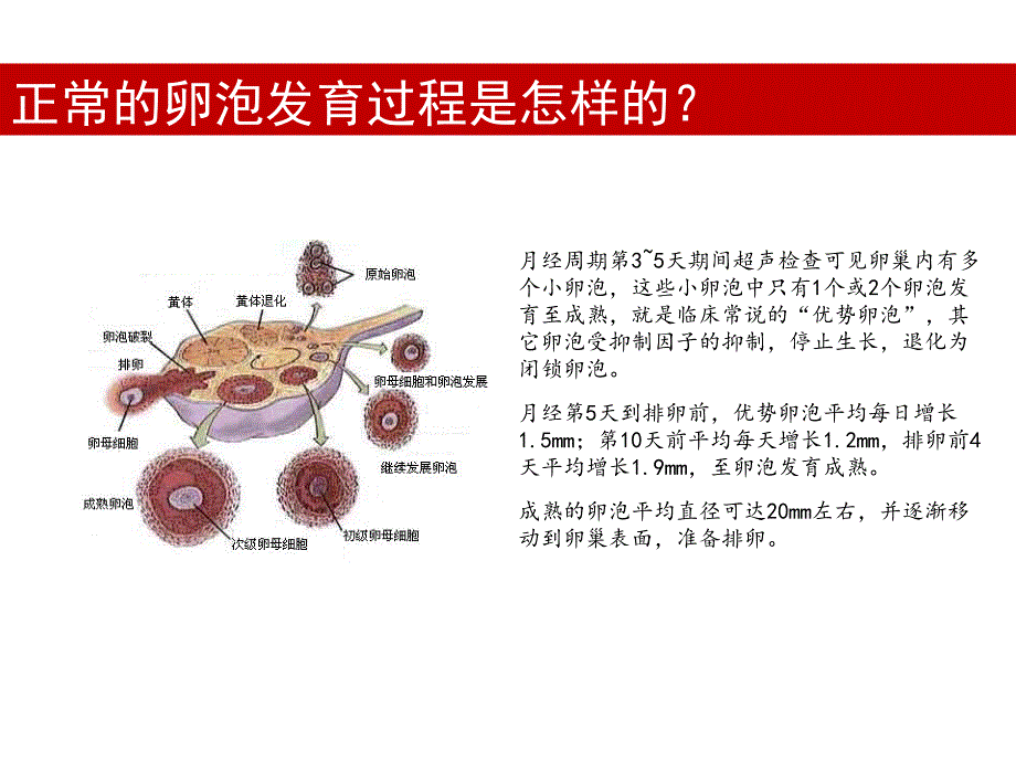 卵泡发育异常或不排卵的原因有哪些资料_第2页