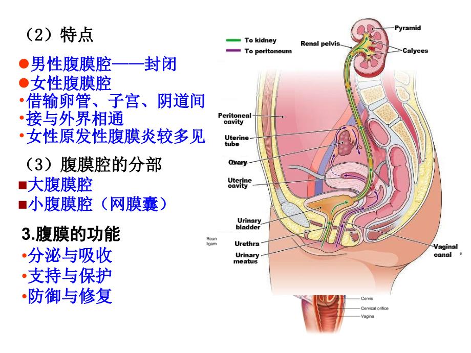 腹膜与腹膜腔局部解剖讲述_第4页