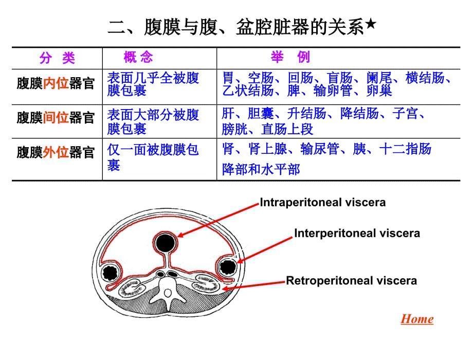 腹膜与腹膜腔局部解剖讲述_第5页