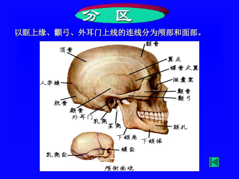 局部解剖头部详解_第4页