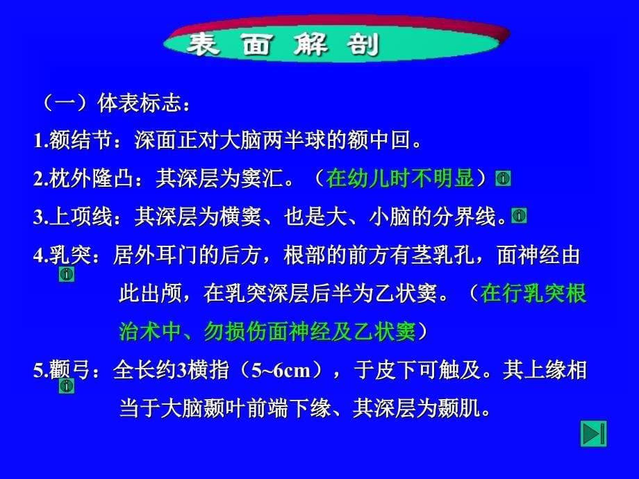 局部解剖头部详解_第5页