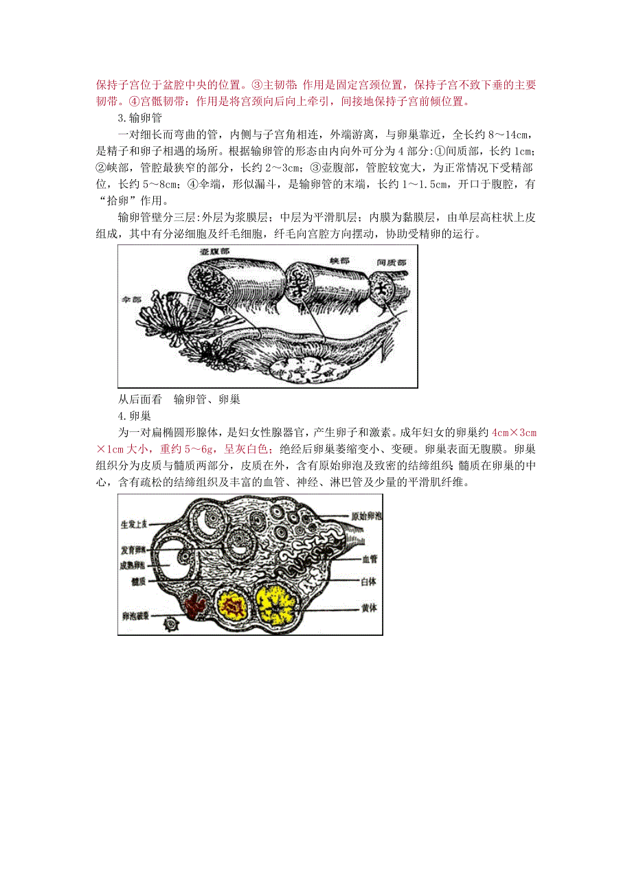 初级护师妇产科精要1讲解_第4页