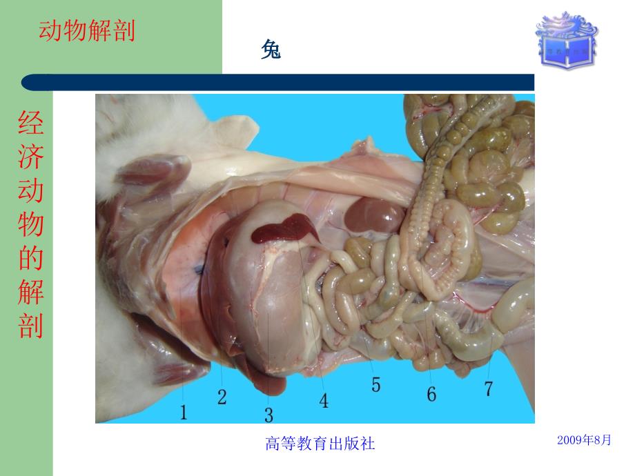 畜禽解剖生理第16经济动物的解剖讲述_第3页