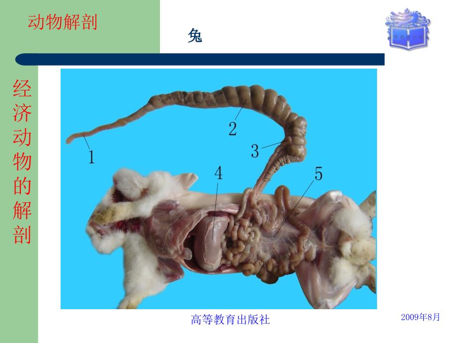 畜禽解剖生理第16经济动物的解剖讲述_第4页