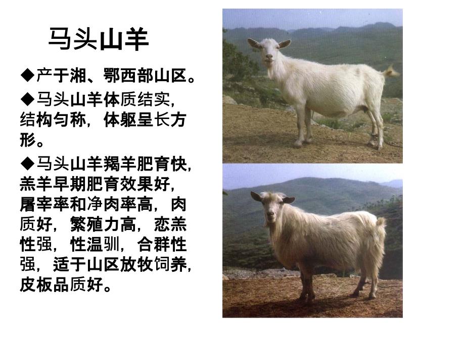 羊的品种识别精要_第2页