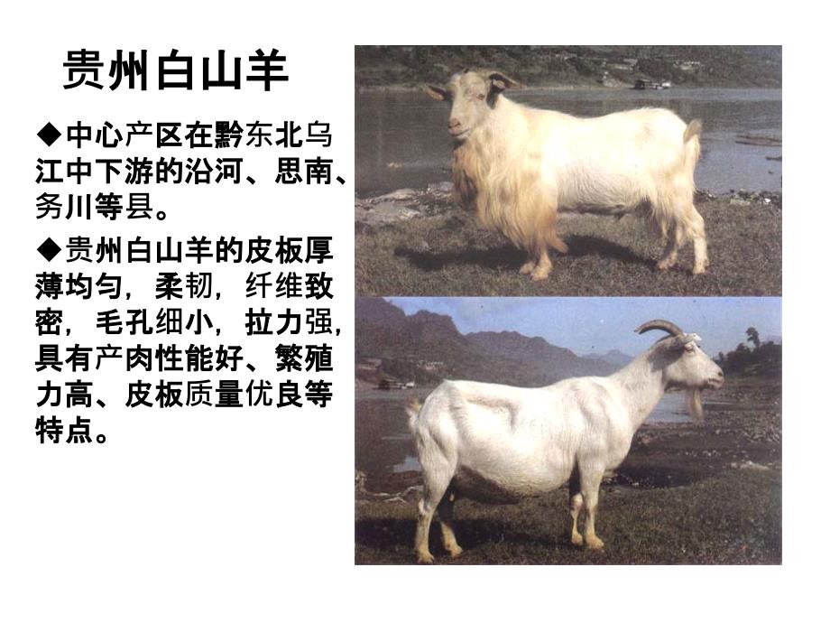 羊的品种识别精要_第4页