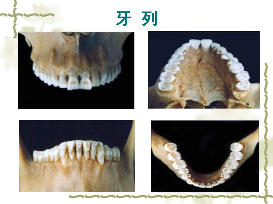 口解生3牙列与咬合._第2页