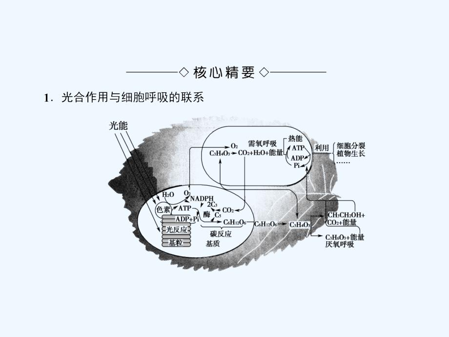 2017-2018学年高中生物 第3章 细胞的代谢 微专题突破 光合作用与细胞呼吸的综合 浙科版必修1_第2页